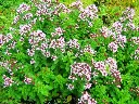 image_1024