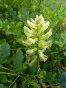 astragalus.webp