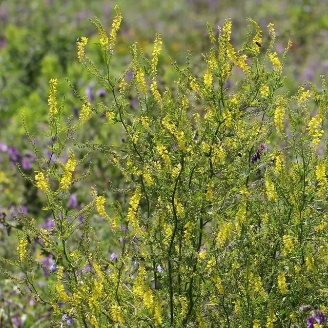 melilotus altissimus.webp