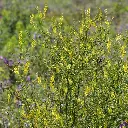 melilotus altissimus.webp