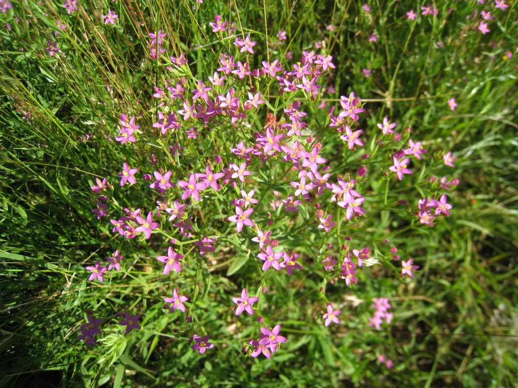 Centaurium erythraea_01_John Tann_CC BY 2.0.webp