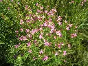 Centaurium erythraea_01_John Tann_CC BY 2.0.webp