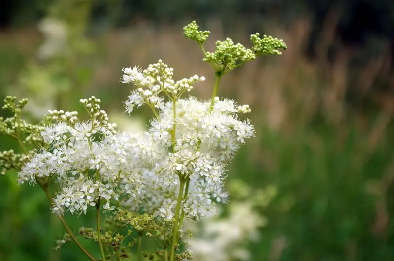 Meadowsweet-Filipendula-ulmaria7.webp