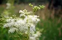 Meadowsweet-Filipendula-ulmaria7.webp