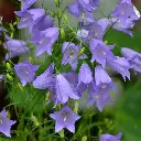 Campanularotundifolia_1024x1024.webp