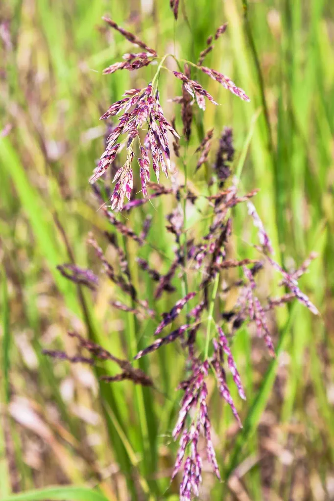 Festuca-rubra-fetuque-rouge.webp