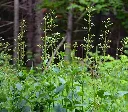 scrophularia-nodosa.webp