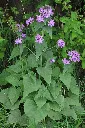 lunariaannua_740x.webp