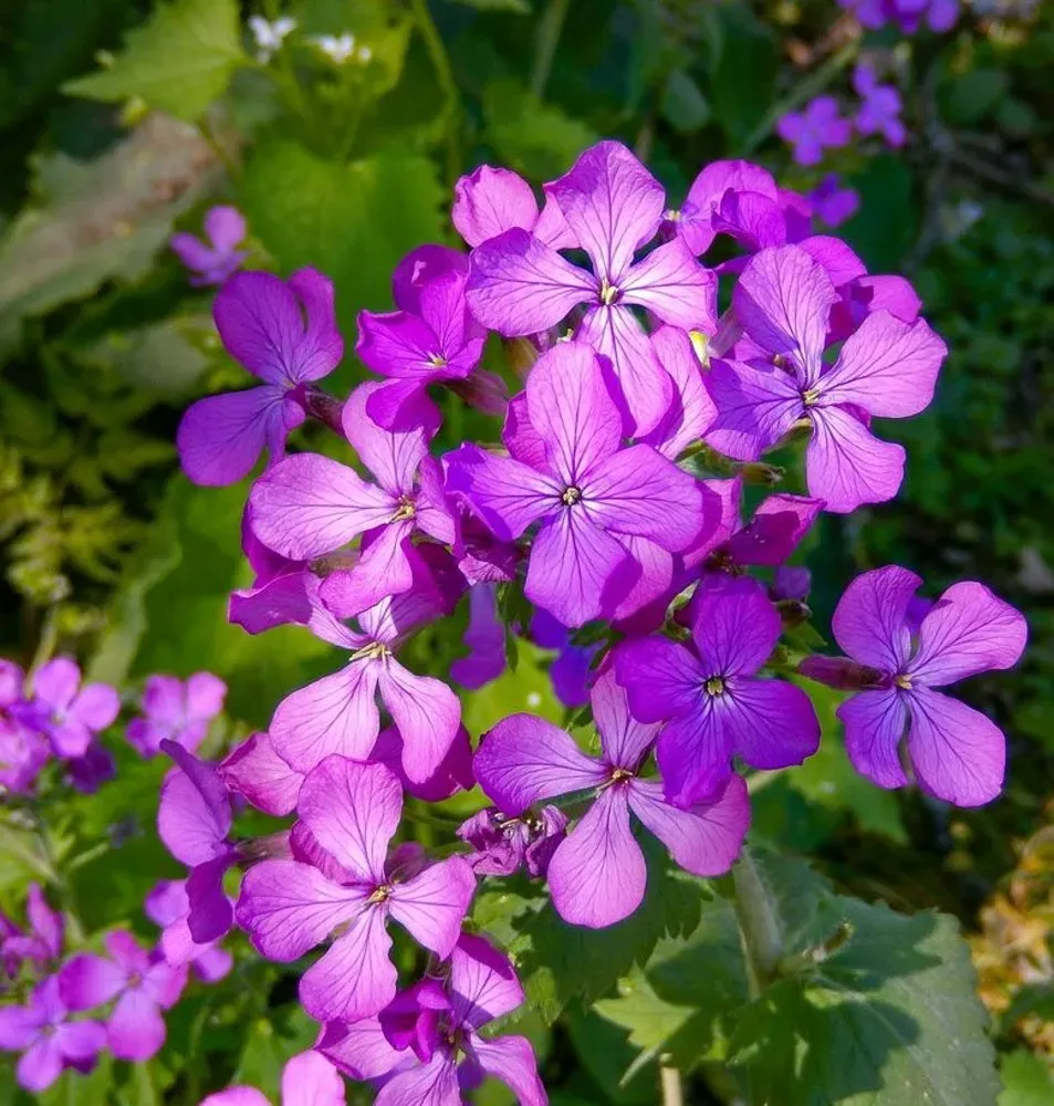 EASI-L_lunaria-annua.webp