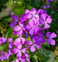 EASI-L_lunaria-annua.webp