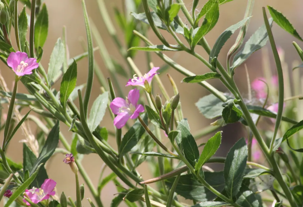 epilobium-hirsutum-photo5.webp