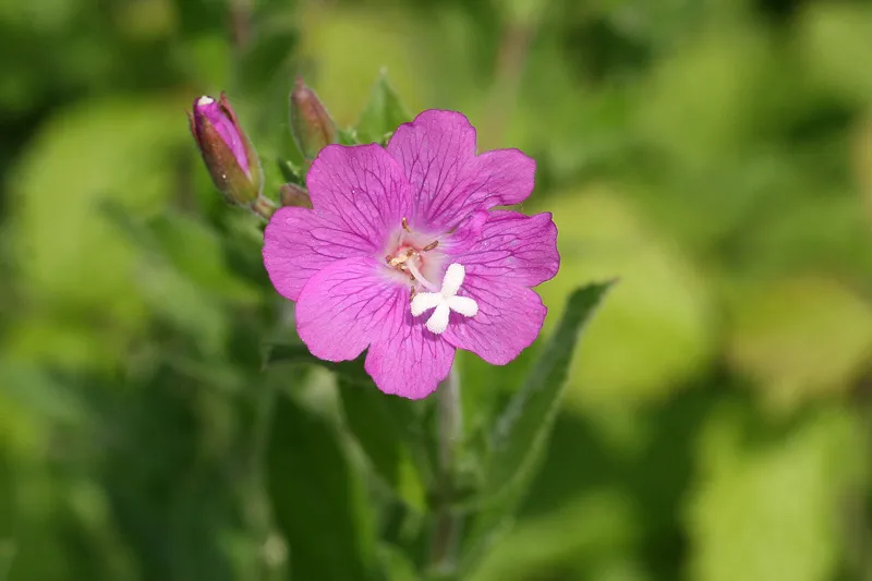 Epilobium hirsutum.webp