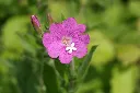 Epilobium hirsutum.webp