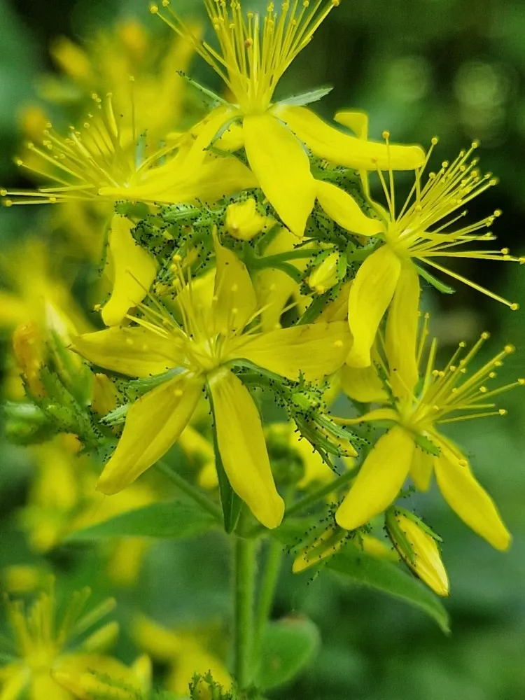 Hypericum hirsutum 2.webp