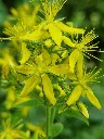Hypericum hirsutum 2.webp