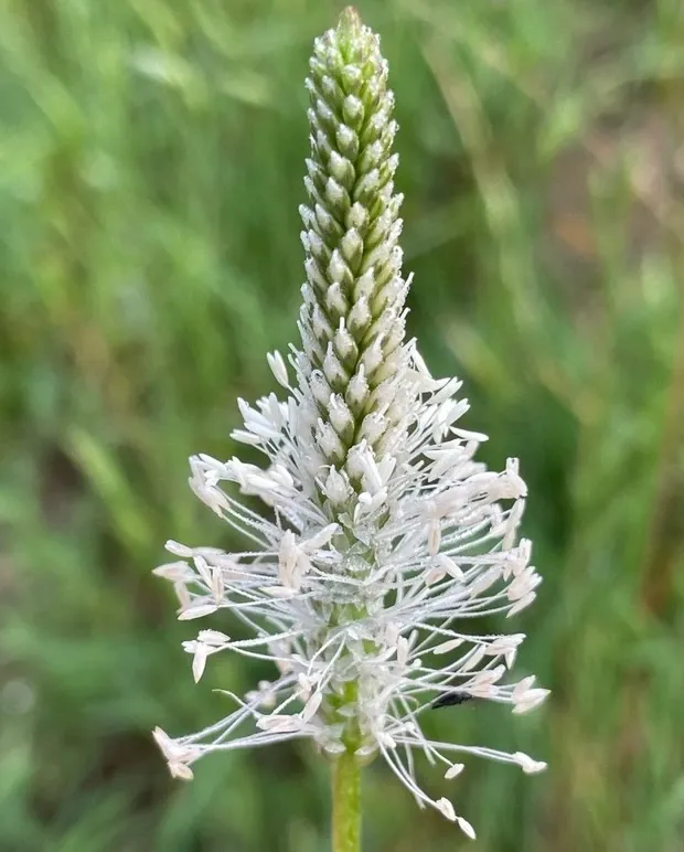 ruige weegbree 1.webp