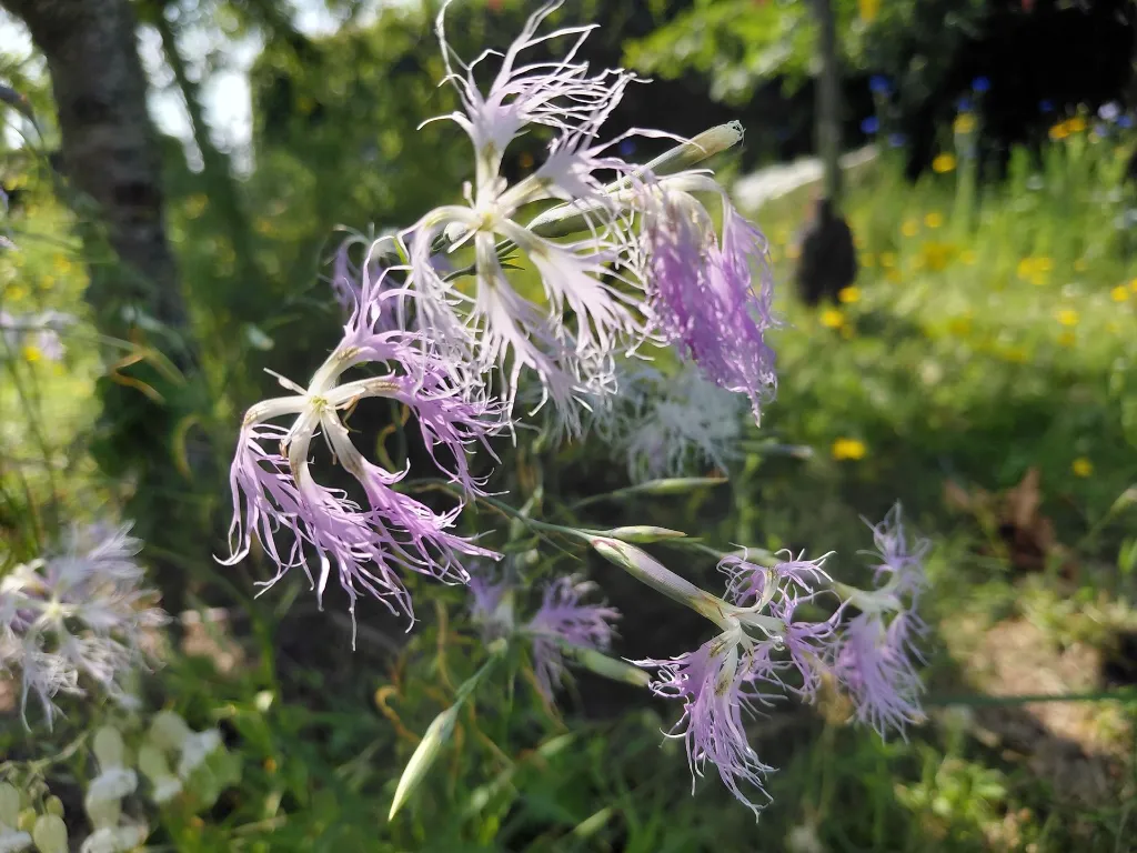 Dianthus superbus 2.webp