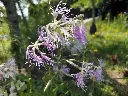 Dianthus superbus 2.webp
