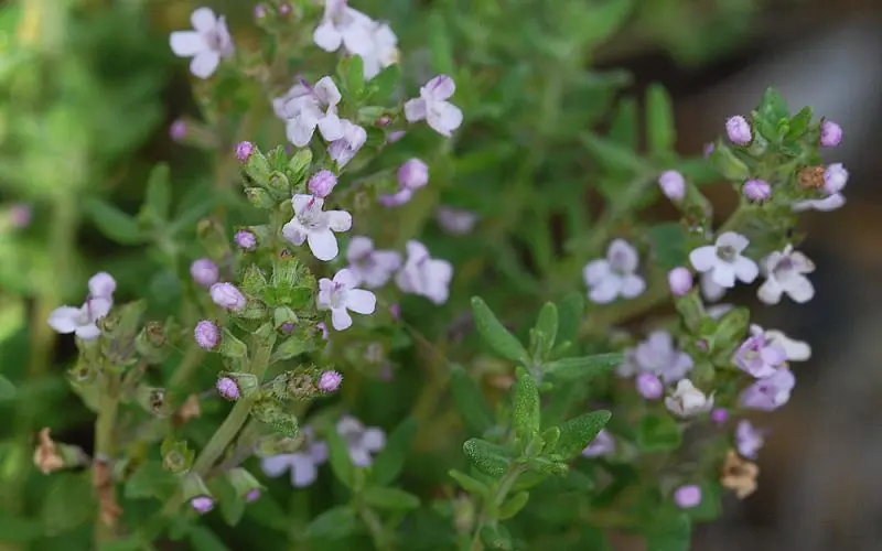 mr_120221_thymus_vulgaris_10.webp