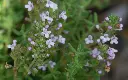 mr_120221_thymus_vulgaris_10.webp