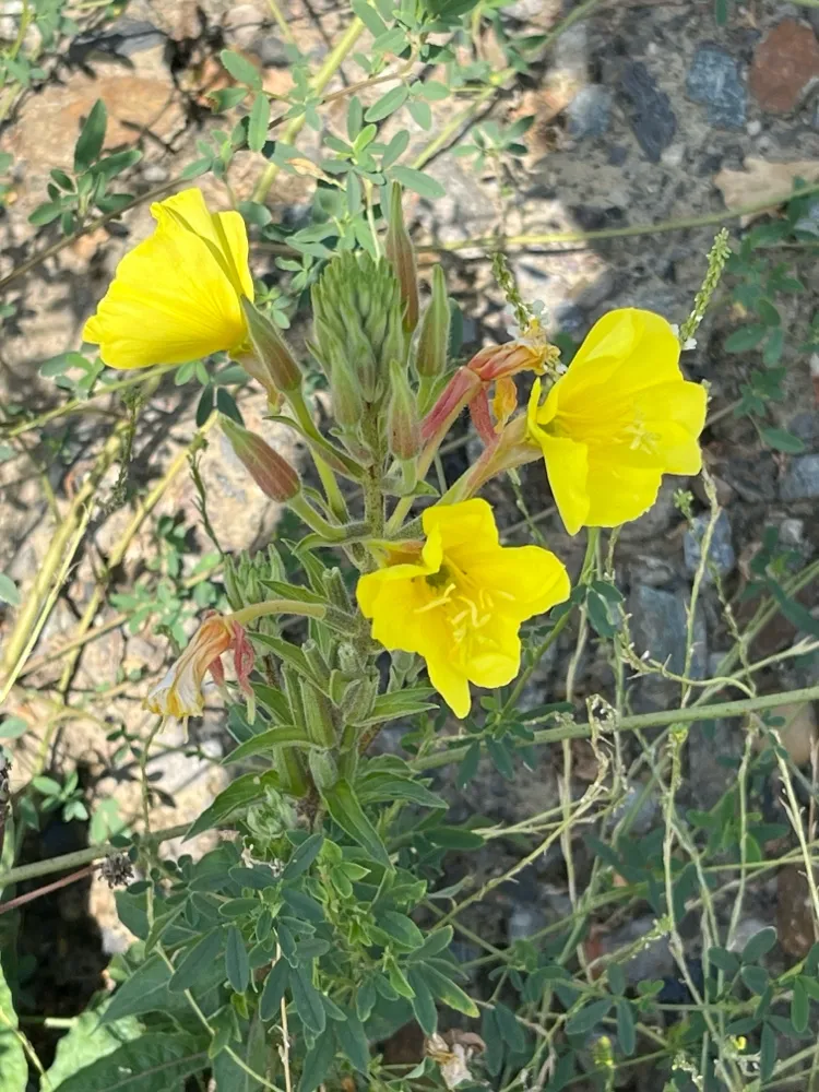 teunisbloem 1.webp