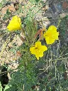teunisbloem 1.webp