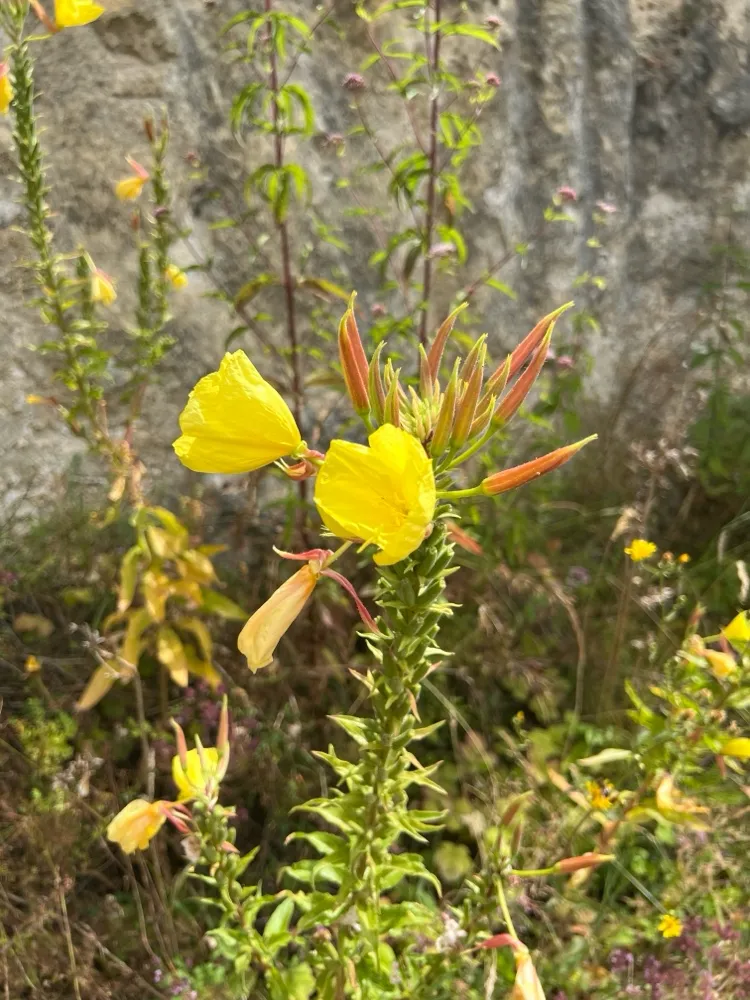 teunisbloem 3.webp