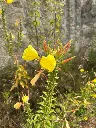 teunisbloem 3.webp