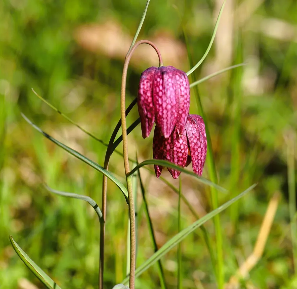 kievitsbloem3.webp