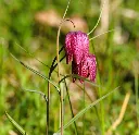 kievitsbloem3.webp