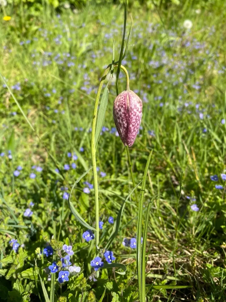 kievitsbloem.webp