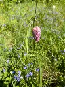 kievitsbloem.webp