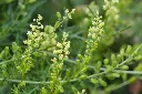 wilde reseda 1.webp