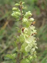 woodsage_1507.webp