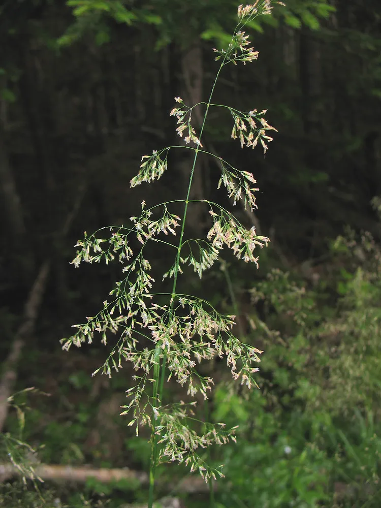 deschampsia-cespitosa-in-mlovit-b.webp
