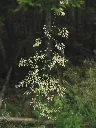 deschampsia-cespitosa-in-mlovit-b.webp