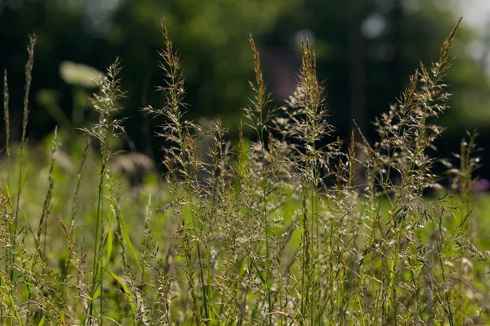 deschampsia.webp