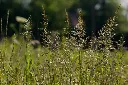deschampsia.webp
