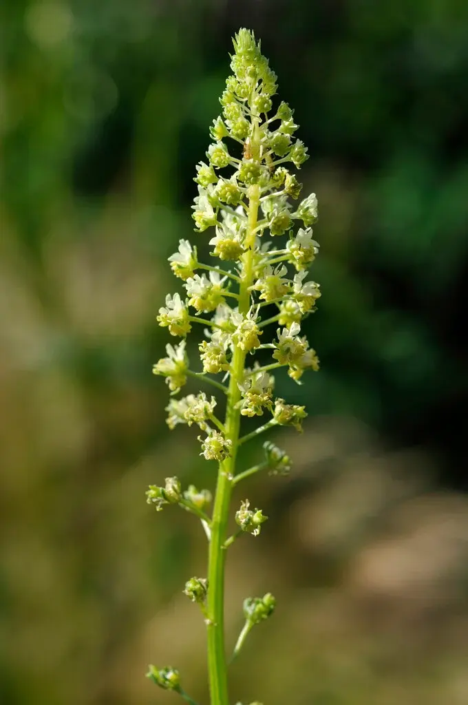 reseda.webp