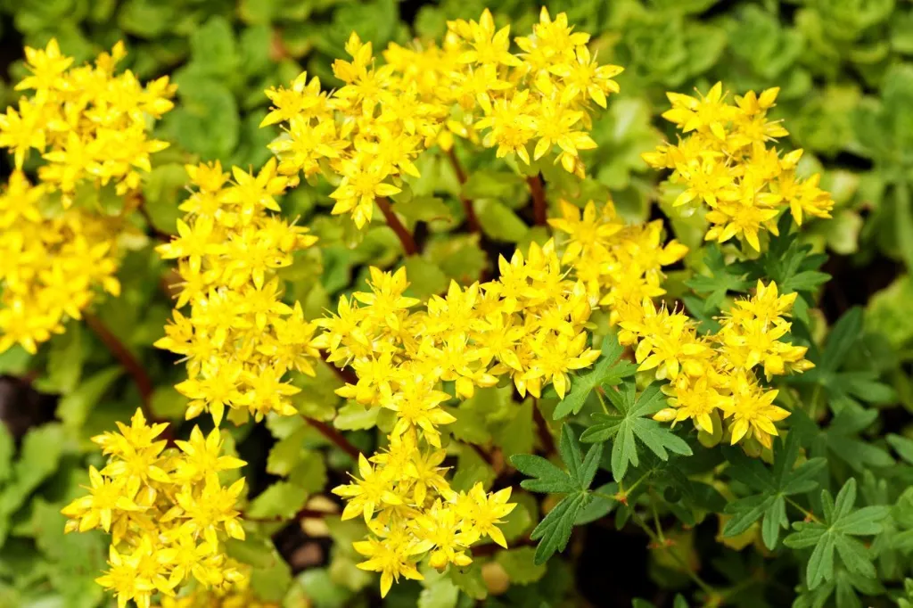 sedum acre.webp