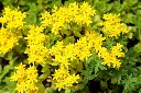 sedum acre.webp
