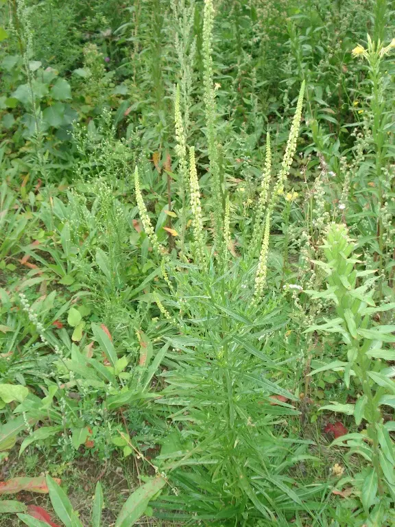reseda.webp