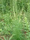 reseda.webp