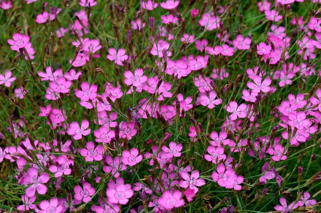 dianthus deltoides.webp