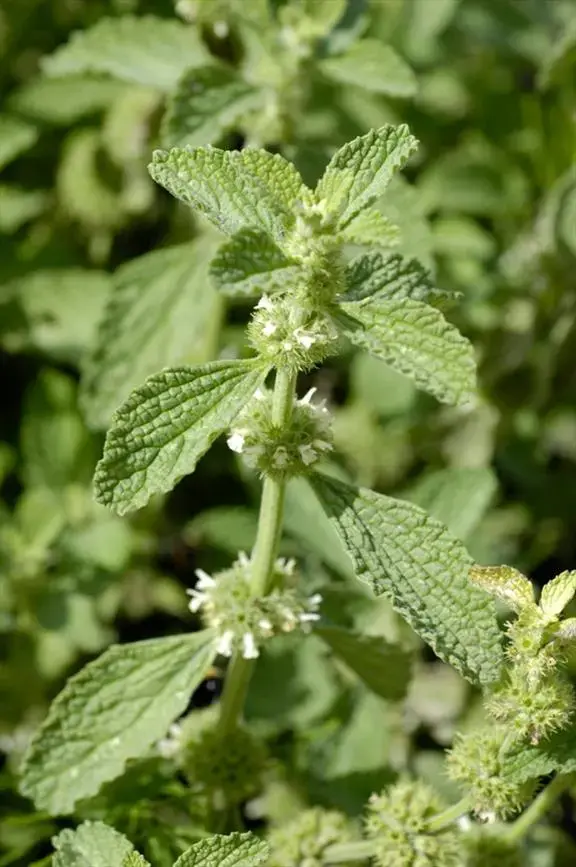 Marrubium vulgare - Malrove.webp