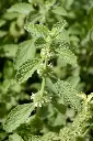 Marrubium vulgare - Malrove.webp