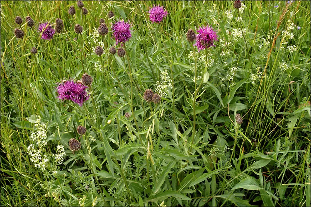 centaurea-scabiosa-ha-atrnkoczy.webp
