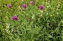 centaurea-scabiosa-ha-atrnkoczy.webp