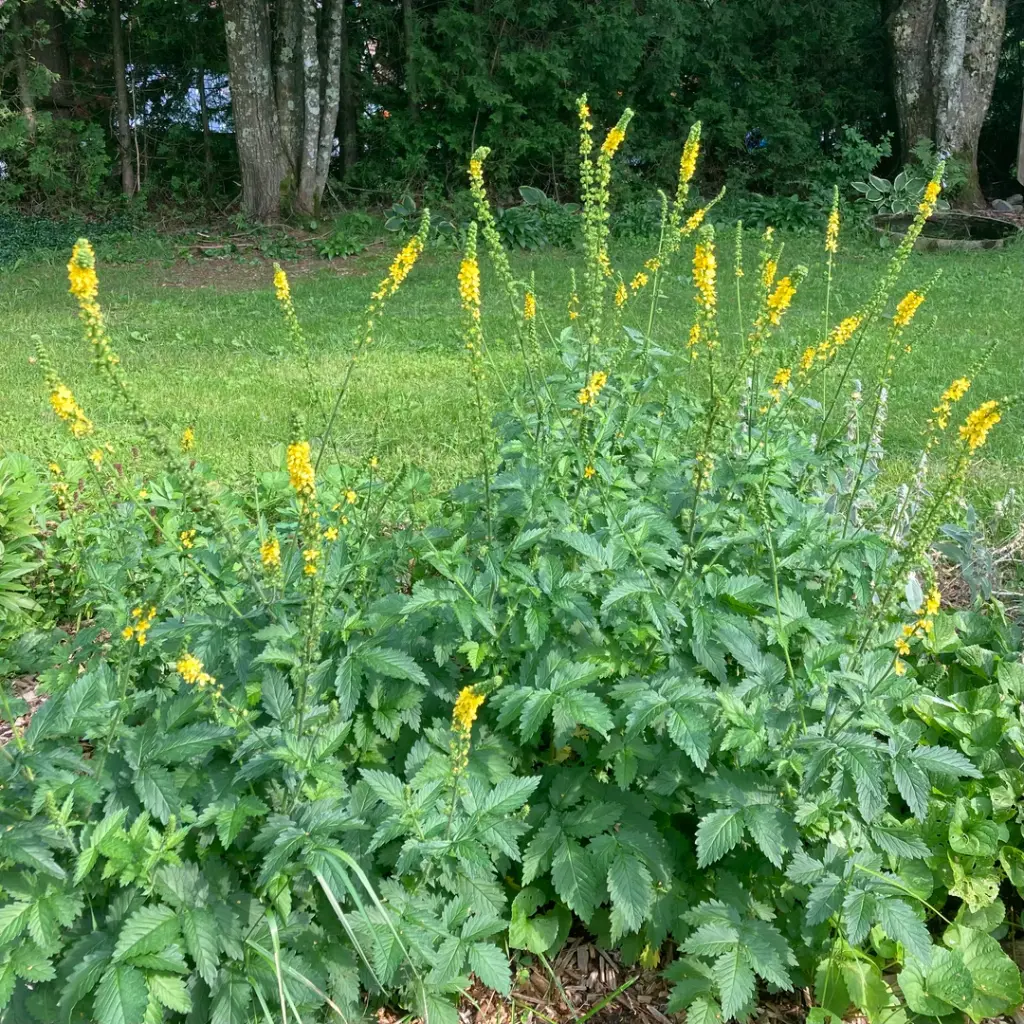 agromonia.webp