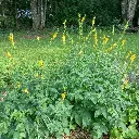 agromonia.webp